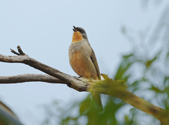 Pachycephala inornata