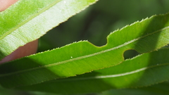 Telmatoblechnum indicum