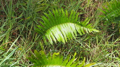 Telmatoblechnum indicum