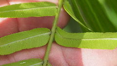 Telmatoblechnum indicum