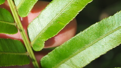 Telmatoblechnum indicum