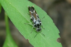 Glipa hilaris
