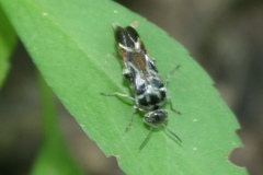 Glipa hilaris