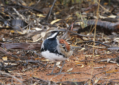 Copperback Quail-Thrush photo 3