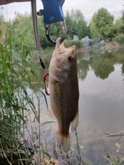 Micropterus salmoides