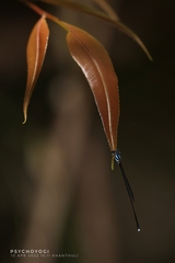 Prodasineura collaris