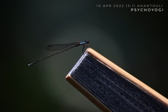 Prodasineura collaris