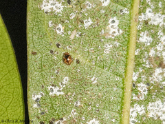 Scymnobius galapagoensis