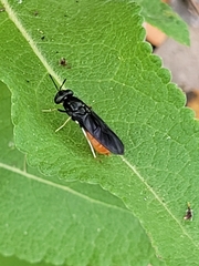 Hermetia relicta