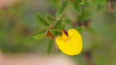 Pultenaea rariflora