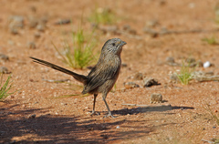 Amytornis textilis