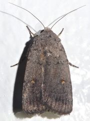 Proteuxoa hypochalchis