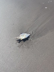 Trachinotus rhodopus