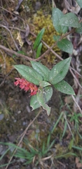 Gaultheria erecta
