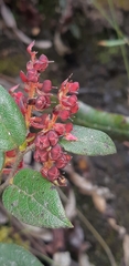 Gaultheria erecta