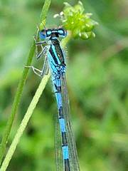 Coenagrion scitulum