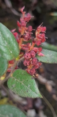 Gaultheria erecta