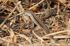 Aspidoscelis costatus