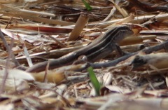 Aspidoscelis costatus