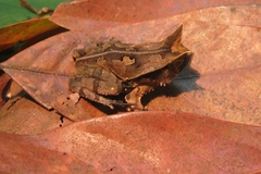Rhaebo ceratophrys