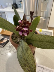 Trichocentrum lanceanum