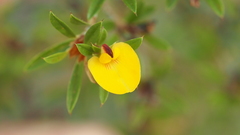 Pultenaea rariflora