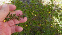Pultenaea rariflora