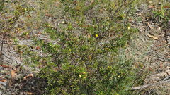 Pultenaea rariflora