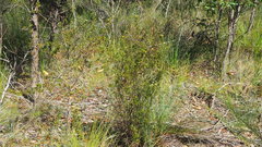 Pultenaea rariflora