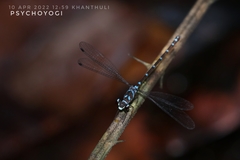 Podolestes coomansi