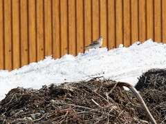 Alauda arvensis pekinensis