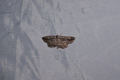 Iridopsis obliquaria