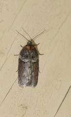 Acleris celiana
