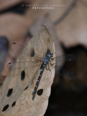 Podolestes coomansi