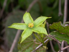 Gonolobus erianthus