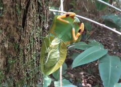 Choeradodis rhomboidea