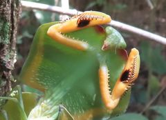 Choeradodis rhomboidea