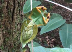 Choeradodis rhomboidea