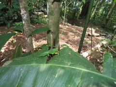 Choeradodis rhomboidea