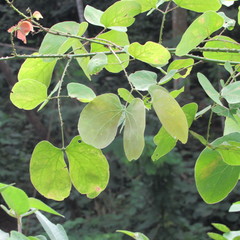 Mimosa colombiana
