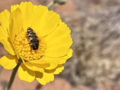 Acmaeodera diffusa