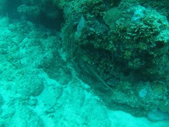 Aulostomus maculatus