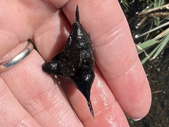 Trapa natans bispinosa