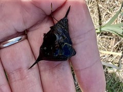 Trapa natans bispinosa