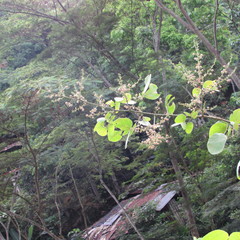 Mimosa colombiana