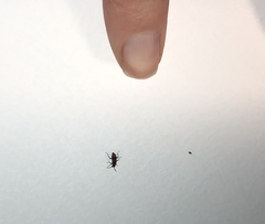 Anthocomus equestris