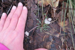 Lomatium linearifolium