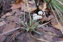 Lomatium linearifolium