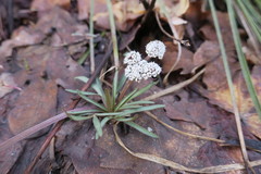 Lomatium linearifolium