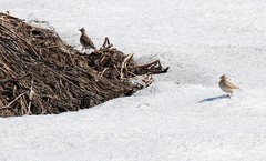 Alauda arvensis pekinensis